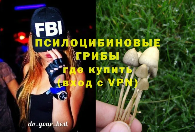 Псилоцибиновые грибы Psilocybe  Бикин 